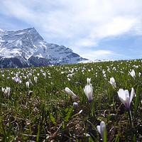 Buy canvas prints of Swiss alps with crocuses. by Joanne Court
