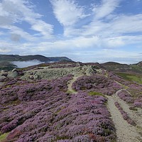 Buy canvas prints of Mount Conway heather and path contours copied in t by Joanne Court