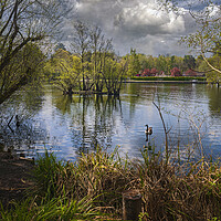 Buy canvas prints of Cloud Reflections at Longmoor Lake _ California Country Park _ Finchampstead, Berkshire, England. by Dave Williams