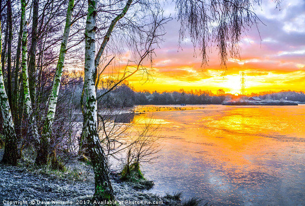 Horseshoe Lake Sunrise, Sandhurst, Berkshire Picture Board by Dave Williams