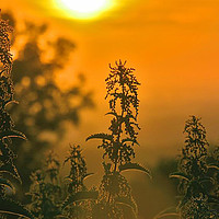 Buy canvas prints of Nettle Sunrise by Dave Williams