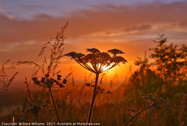 Giant Hogweed at Dawn Picture Board by Dave Williams