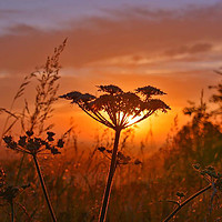 Buy canvas prints of Giant Hogweed at Dawn by Dave Williams