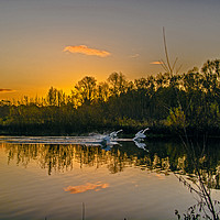 Buy canvas prints of The Swans of Swan Lake, Sandhurst by Dave Williams
