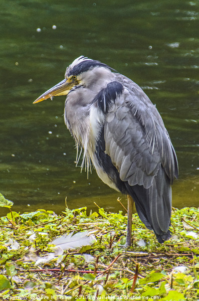 Grey Heron Fishing Picture Board by Dave Williams
