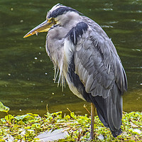 Buy canvas prints of Grey Heron Fishing by Dave Williams