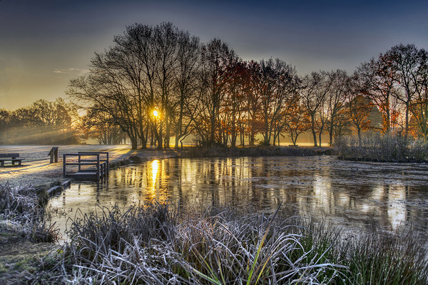 Winter Sunrise at Yateley Green Pond Picture Board by Dave Williams