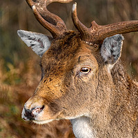 Buy canvas prints of Red Deer by Dave Williams