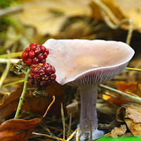 Buy canvas prints of Fruity Mushroom by Dave Williams