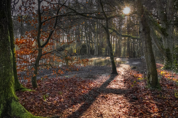 Nature reserve Sun Rays in Bracknell Forest Picture Board by Dave Williams