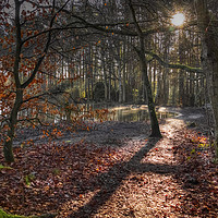 Buy canvas prints of Nature reserve Sun Rays in Bracknell Forest by Dave Williams