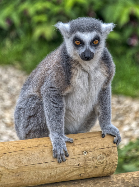 Ring Tailed Lemur Picture Board by Dave Williams