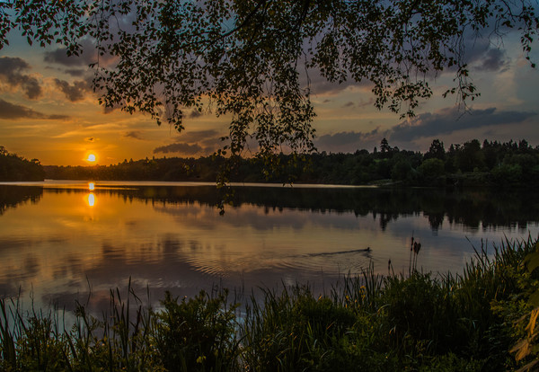 Virginia Water Sunset Picture Board by Dave Williams