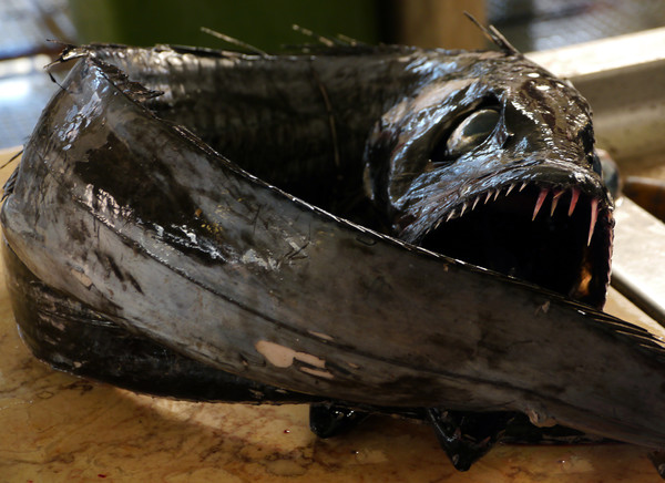 Espada Preta The Black Scabbard Fish Picture Board by Dave Williams