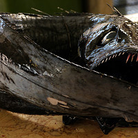 Buy canvas prints of Espada Preta The Black Scabbard Fish by Dave Williams