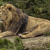 Buy canvas prints of King of the Jungle by Dave Williams