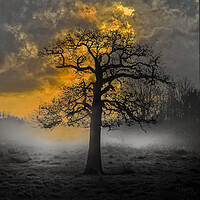 Buy canvas prints of Haunted Tree Sunrise at Hawley Meadows in Hampshir by Dave Williams