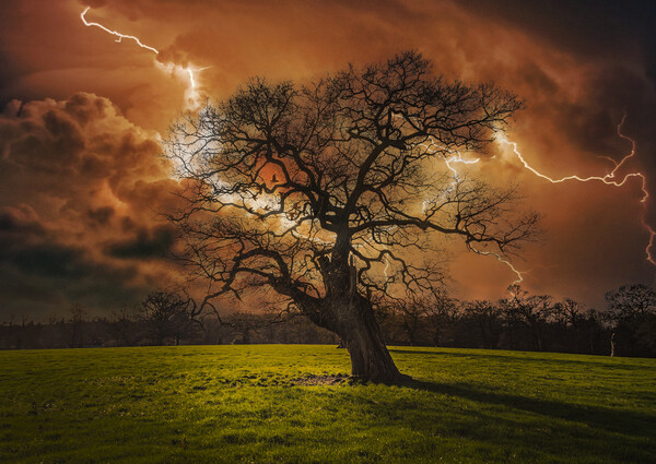 Hells Bells _ Thunderstruck Tree Picture Board by Dave Williams