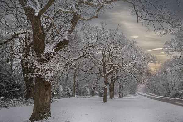 Winter Snow at Hartley Witney in Hampshire Picture Board by Dave Williams