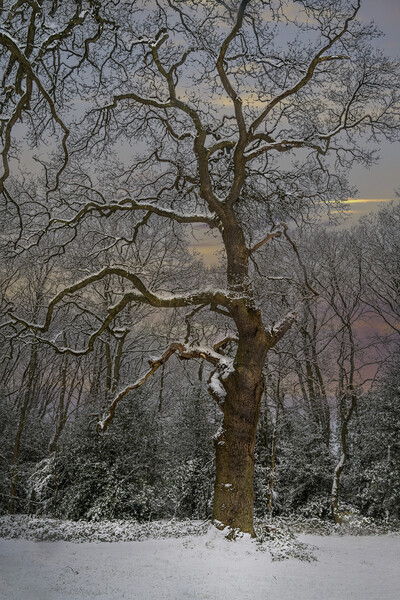 Winter and the snow covered tree Picture Board by Dave Williams