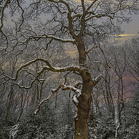 Buy canvas prints of Winter and the snow covered tree by Dave Williams