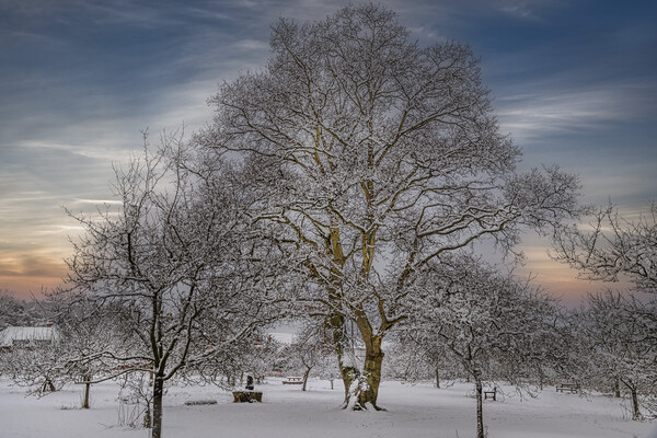 Winter at Vaughan Millenium Orchard in Hartley Wit Picture Board by Dave Williams