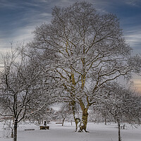 Buy canvas prints of Winter at Vaughan Millenium Orchard in Hartley Wit by Dave Williams