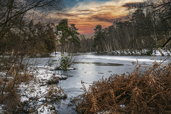 Winters Morning at Heath Pond, Simons Wood in Berk Picture Board by Dave Williams