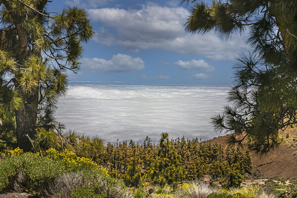 Mount Teide Cloud Inversion Picture Board by Dave Williams