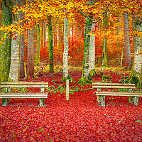 Buy canvas prints of Benches on a carpet of autumn leaves  by Daniela Simona Temneanu