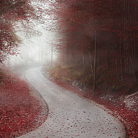Buy canvas prints of Alley through misty forest in autumn colors by Daniela Simona Temneanu