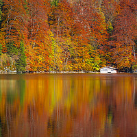Buy canvas prints of Autumn forest reflected in the Alpsee lake  by Daniela Simona Temneanu