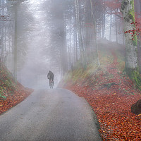 Buy canvas prints of Autumn forest shrouded by cold fog by Daniela Simona Temneanu