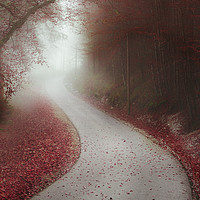 Buy canvas prints of Endless road through a misty forest by Daniela Simona Temneanu
