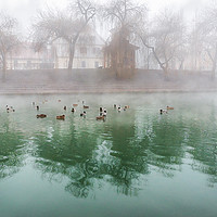 Buy canvas prints of Flock of ducks on a foggy river by Daniela Simona Temneanu