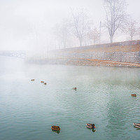Buy canvas prints of Foggy river and wild ducks by Daniela Simona Temneanu