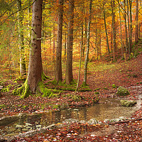 Buy canvas prints of Forest in autumn colors by Daniela Simona Temneanu