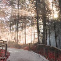 Buy canvas prints of Forest road enlightened by autumn sunshine by Daniela Simona Temneanu