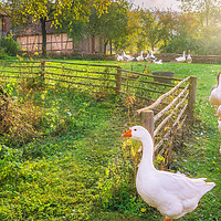 Buy canvas prints of Gaggle of geese exiting a yard by Daniela Simona Temneanu
