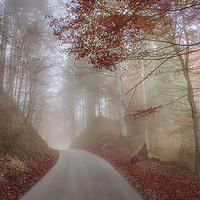 Buy canvas prints of Misty autumn forest and a country road by Daniela Simona Temneanu