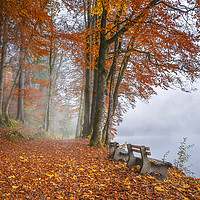 Buy canvas prints of Misty lake shore and autumn woods by Daniela Simona Temneanu