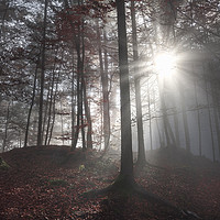 Buy canvas prints of Morning sun rays through a dark forest by Daniela Simona Temneanu
