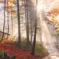 Buy canvas prints of Road through an autumn forest and sun rays by Daniela Simona Temneanu