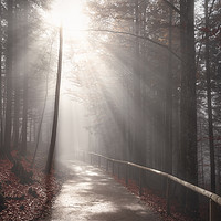 Buy canvas prints of Sun rays over forest road in autumn decor by Daniela Simona Temneanu