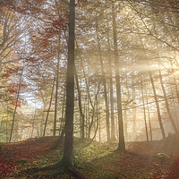 Buy canvas prints of Sun rays through a misty autumn forest by Daniela Simona Temneanu