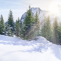 Buy canvas prints of Sun rays through snowy mountains and trees by Daniela Simona Temneanu