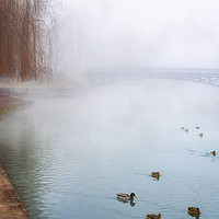 Buy canvas prints of Wild ducks on a misty river  by Daniela Simona Temneanu