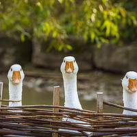 Buy canvas prints of Three funny white geese by Daniela Simona Temneanu