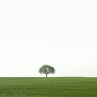 Buy canvas prints of Single tree on a green field by Daniela Simona Temneanu