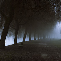 Buy canvas prints of Misty park alley leading to dense fog by Daniela Simona Temneanu